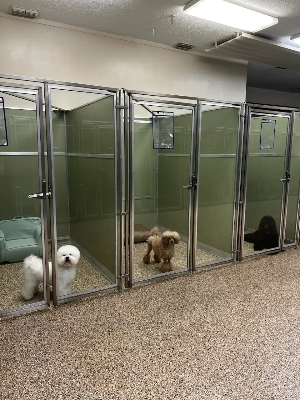 A private indoor boarding suite at Woodlands Pet Retreat