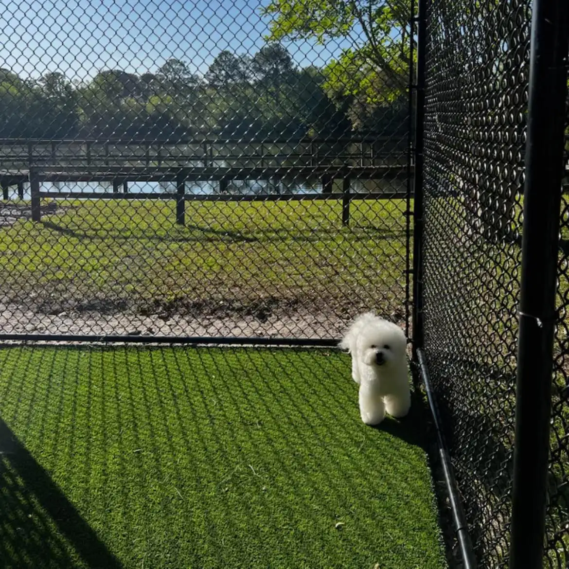 Secure fenced play yard used for day stays
