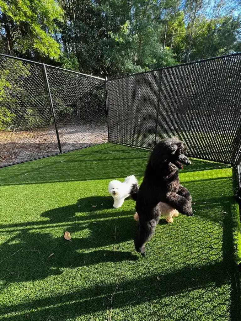 Dogs playing together outside