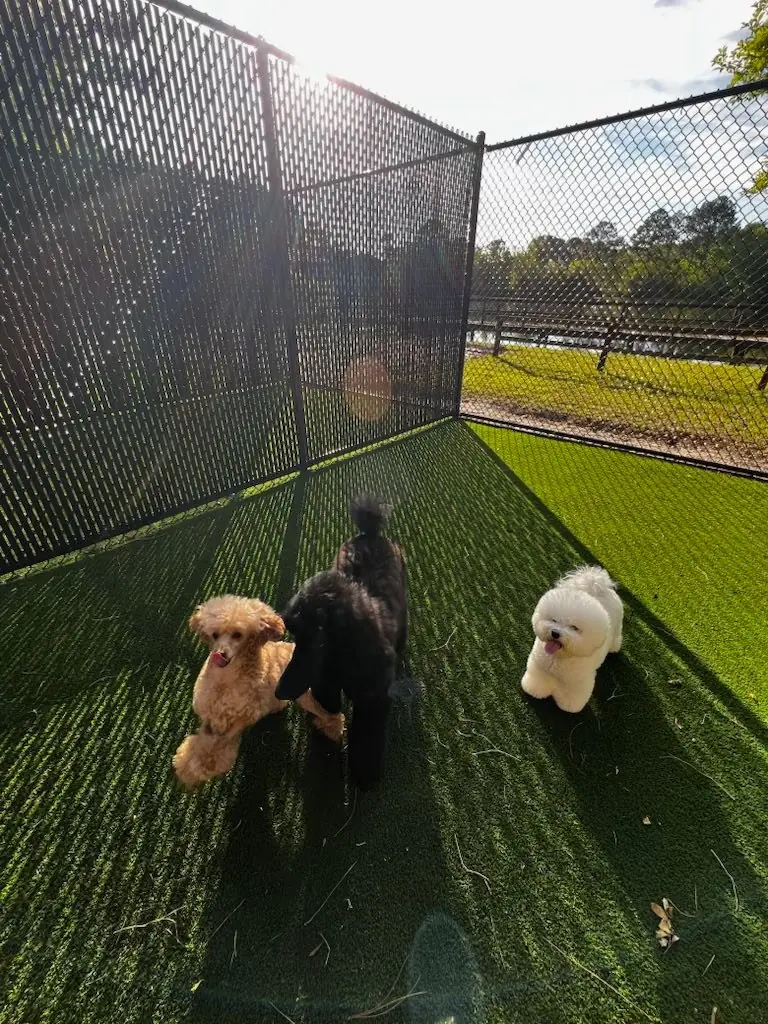 Shaded outdoor space where dogs take breaks through the day