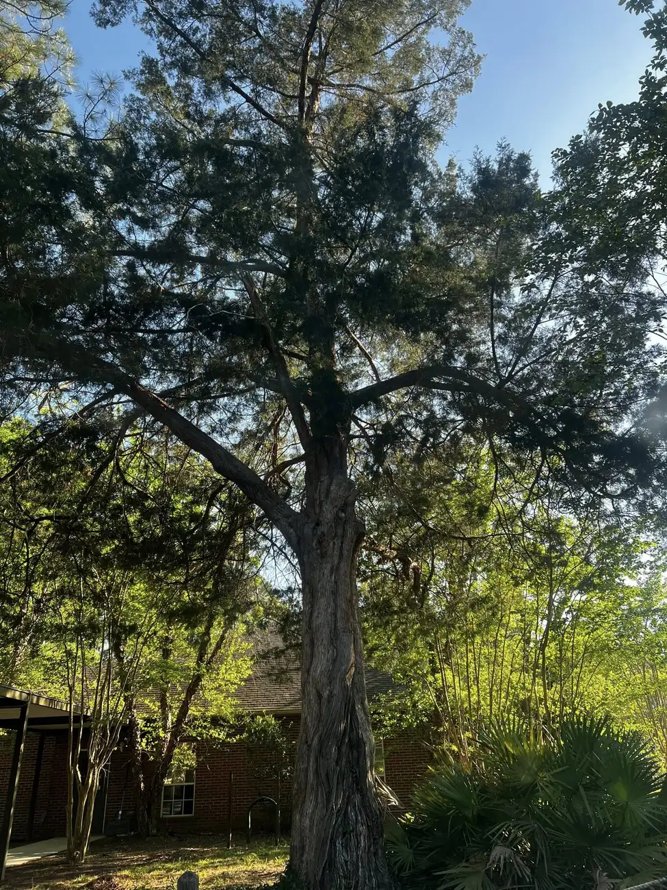 Mature pines and oaks on the Woodlands Pet Retreat property