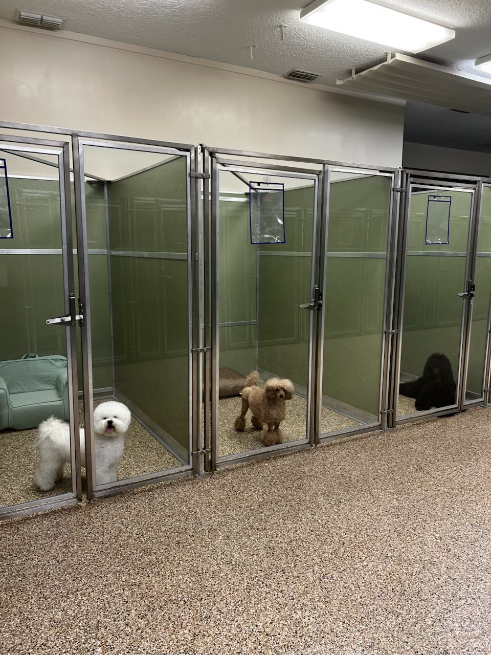 Dogs settled in their suites